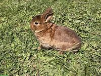 Junge Kleinrex-Kaninchen, sehr zutraulich, an Kinder gewohnt