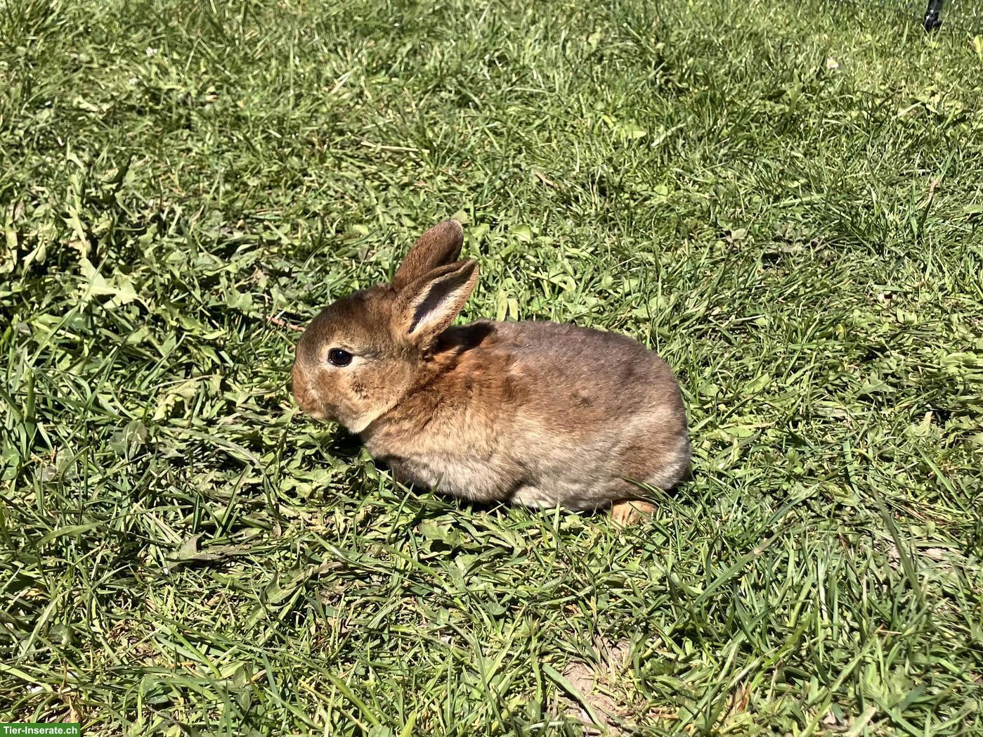 Bild 2: Junge Kleinrex-Kaninchen, sehr zutraulich, an Kinder gewohnt