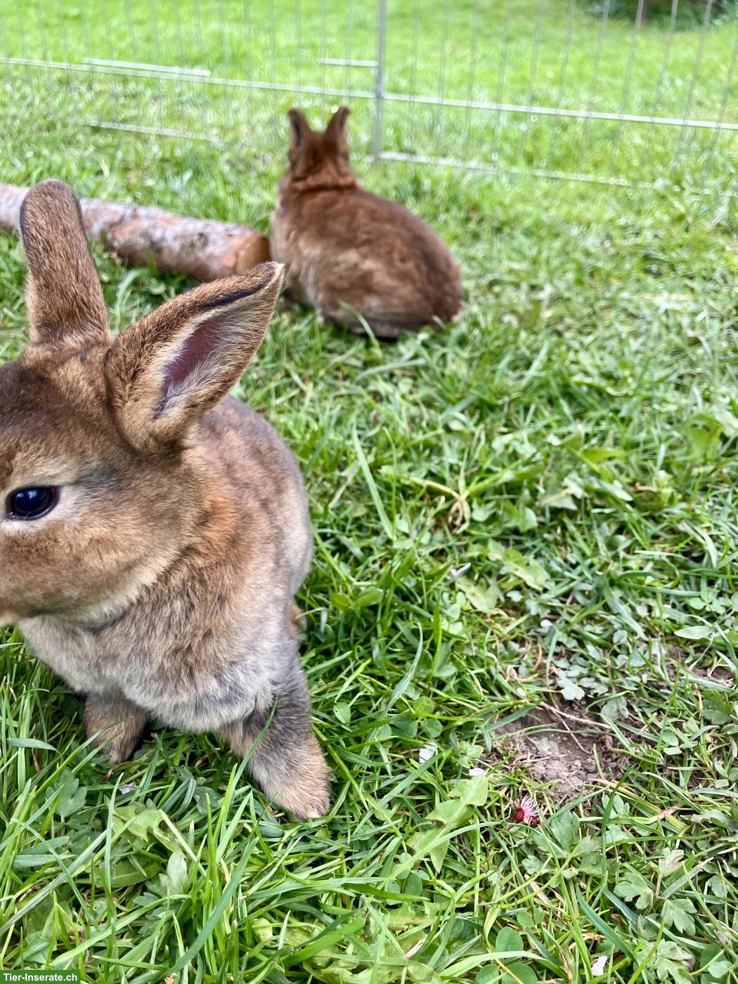 Bild 3: Junge Kleinrex-Kaninchen, sehr zutraulich, an Kinder gewohnt
