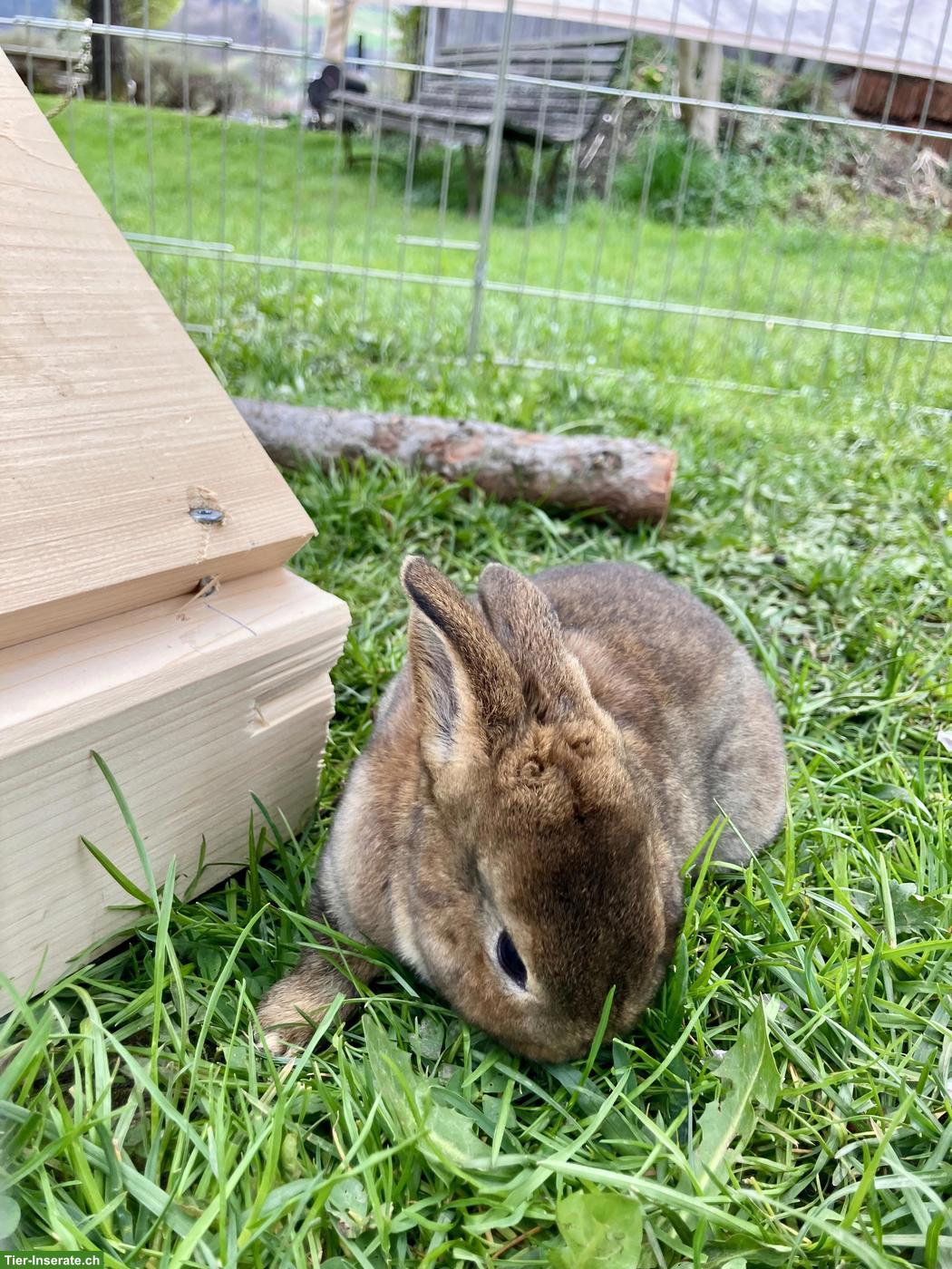 Bild 4: Junge Kleinrex-Kaninchen, sehr zutraulich, an Kinder gewohnt