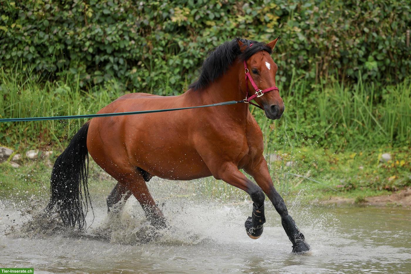 Reitbeteiligung auf 9-jährigem sportlichen Freiberger im Aargau