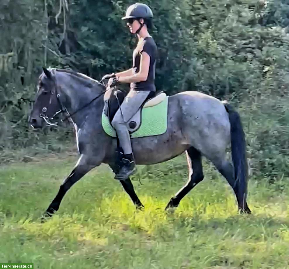 Talentierte Ponystute 143cm, 12 Jahre, mit umfangreicher Ausbildung