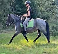 Talentierte Ponystute 143cm, 12 Jahre, mit umfangreicher Ausbildung