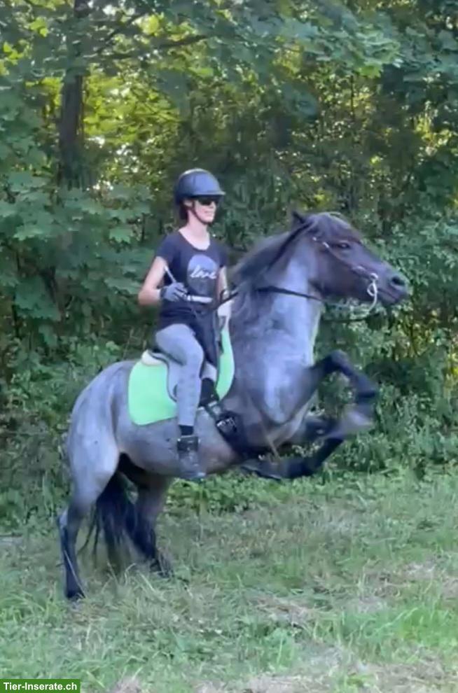 Bild 2: Talentierte Ponystute 143cm, 12 Jahre, mit umfangreicher Ausbildung