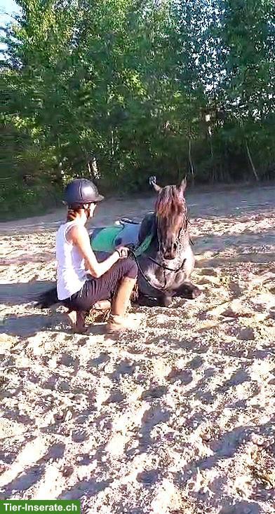 Bild 3: Talentierte Ponystute 143cm, 12 Jahre, mit umfangreicher Ausbildung