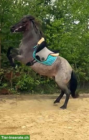 Bild 4: Talentierte Ponystute 143cm, 12 Jahre, mit umfangreicher Ausbildung