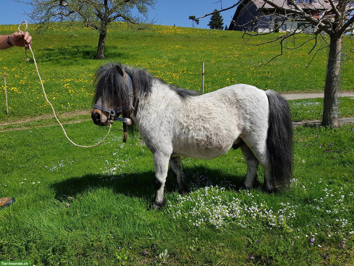 Mini Shetty Zuchthengst zu verkaufen