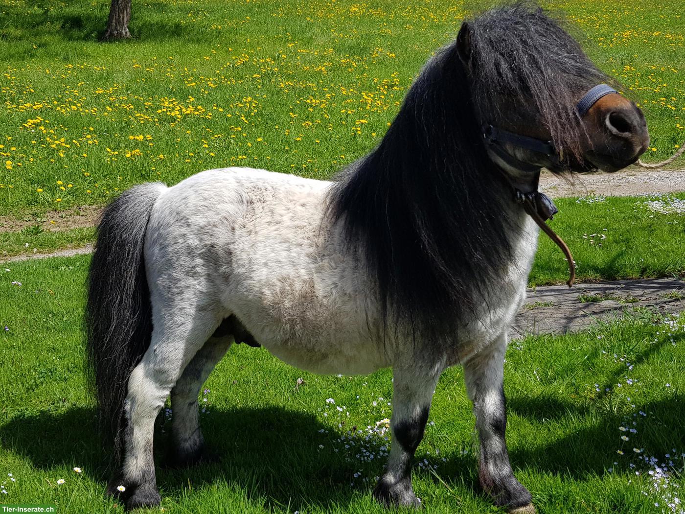 Bild 2: Mini Shetty Zuchthengst zu verkaufen