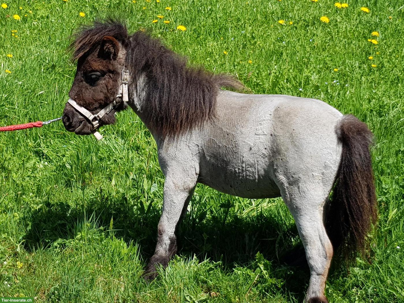 2 Minishetty Hengstfohlen zu verkaufen