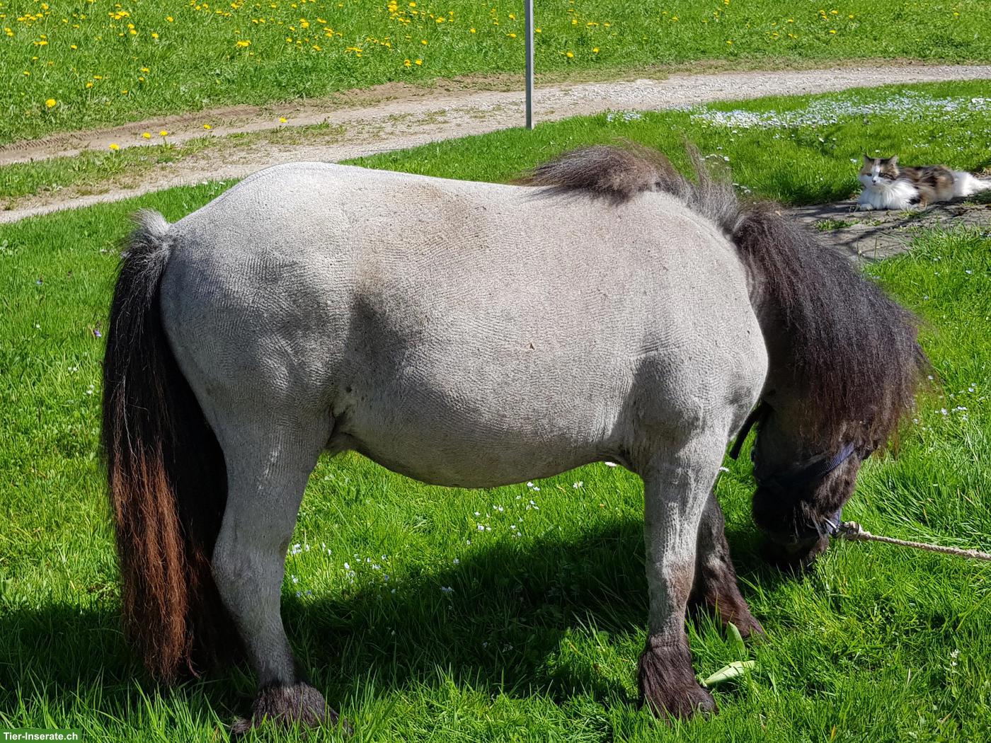 Bild 2: 2 Minishetty Hengstfohlen zu verkaufen