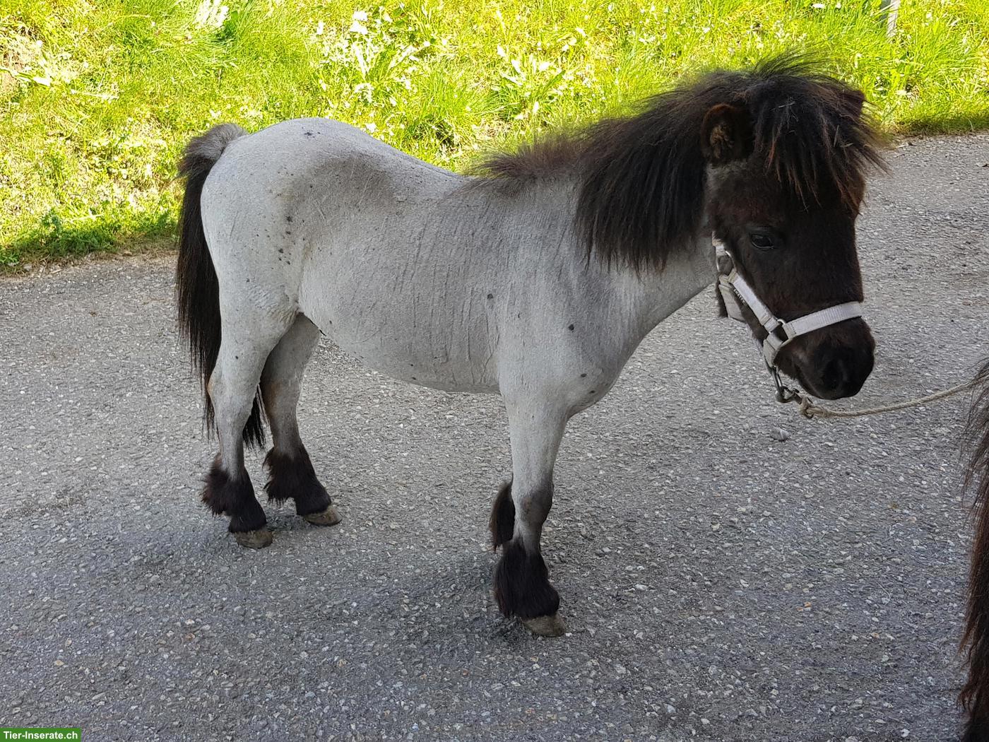 Bild 3: 2 Minishetty Hengstfohlen zu verkaufen