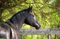 Prämierte Stute, auffallend schön, doppelveranlagt, fein zu reiten