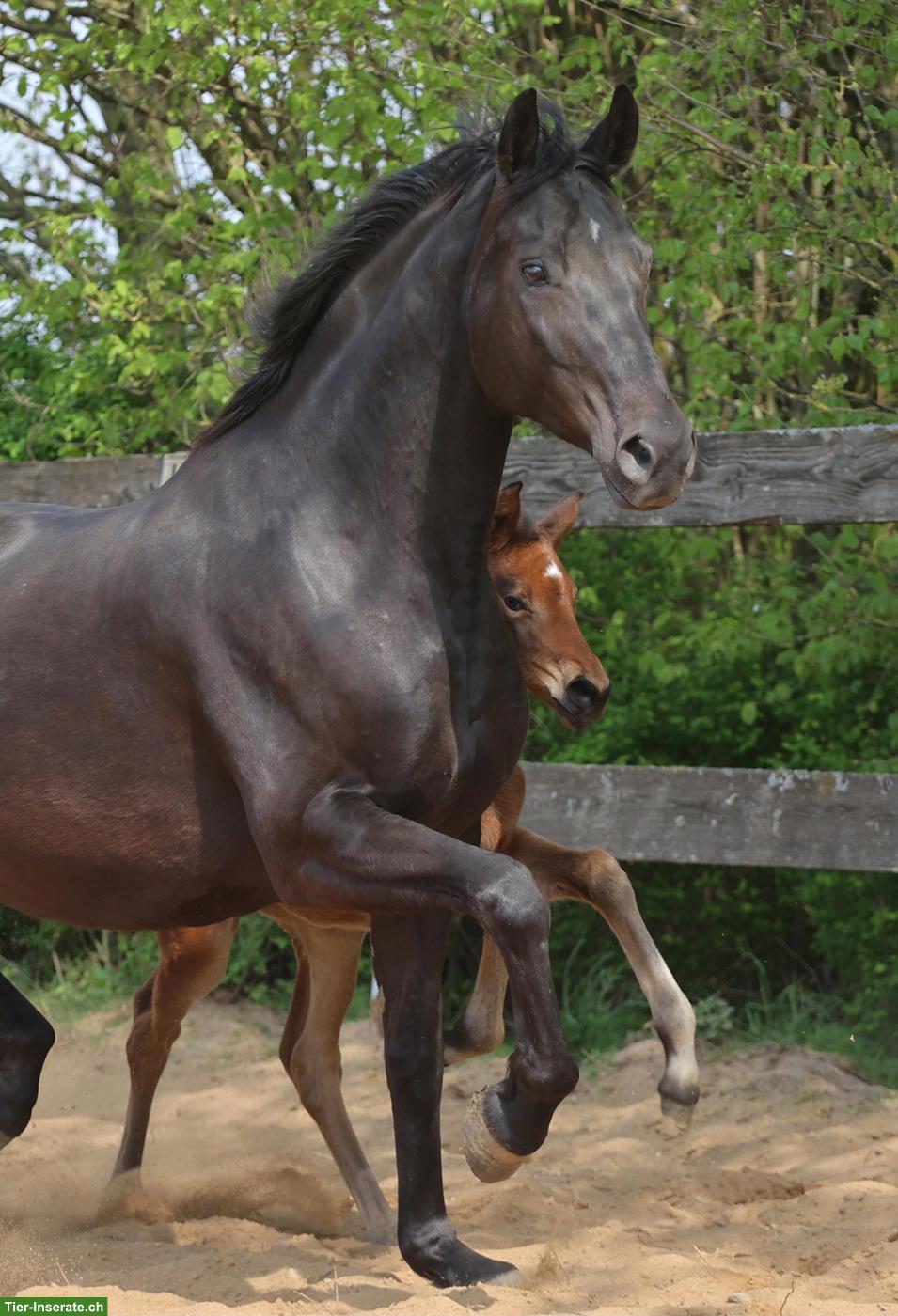 Bild 10: Prämierte Stute, auffallend schön, doppelveranlagt, fein zu reiten