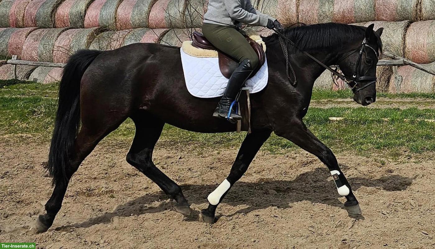 Bild 2: Prämierte Stute, auffallend schön, doppelveranlagt, fein zu reiten