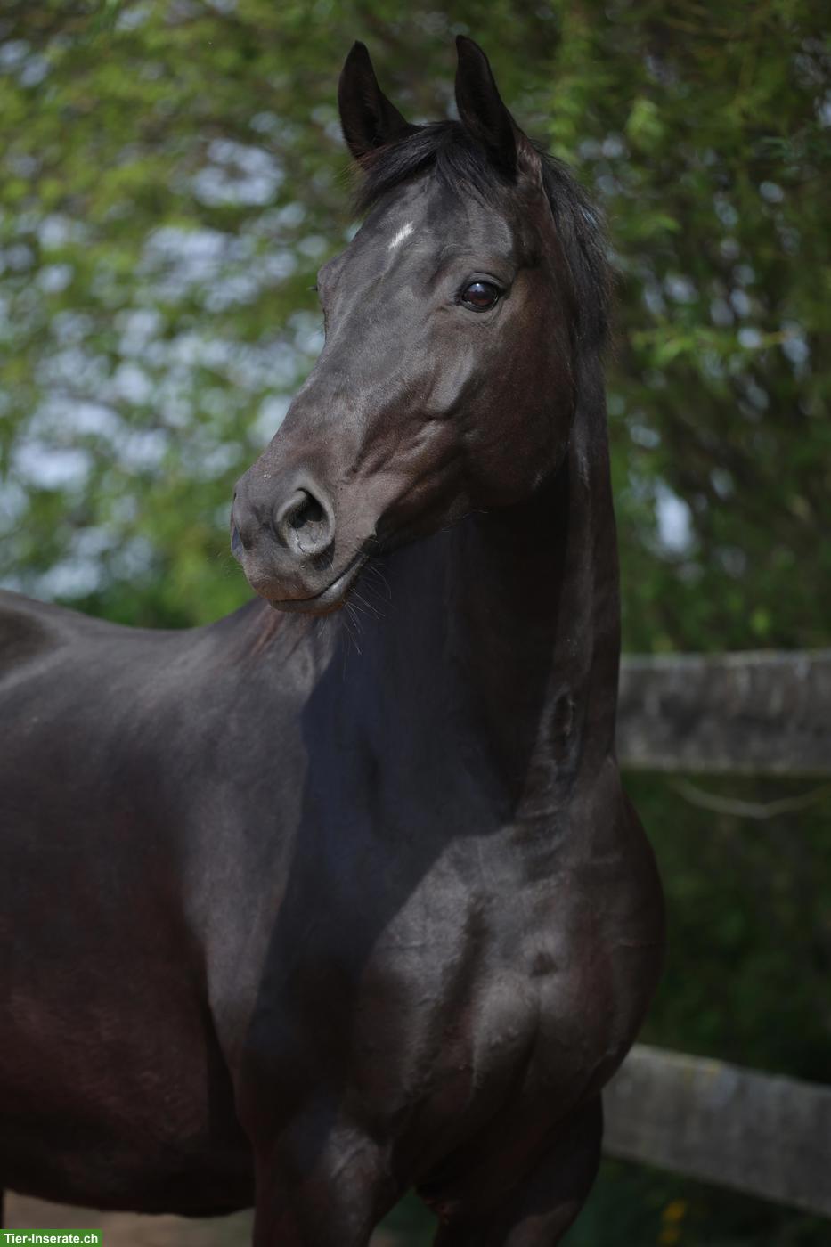 Bild 3: Prämierte Stute, auffallend schön, doppelveranlagt, fein zu reiten