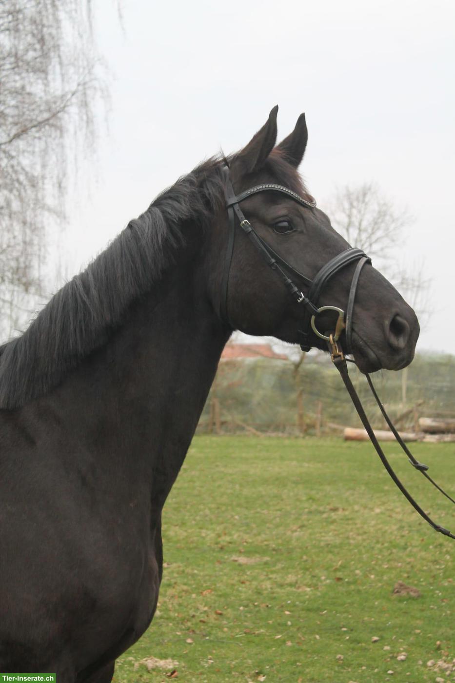 Bild 4: Prämierte Stute, auffallend schön, doppelveranlagt, fein zu reiten