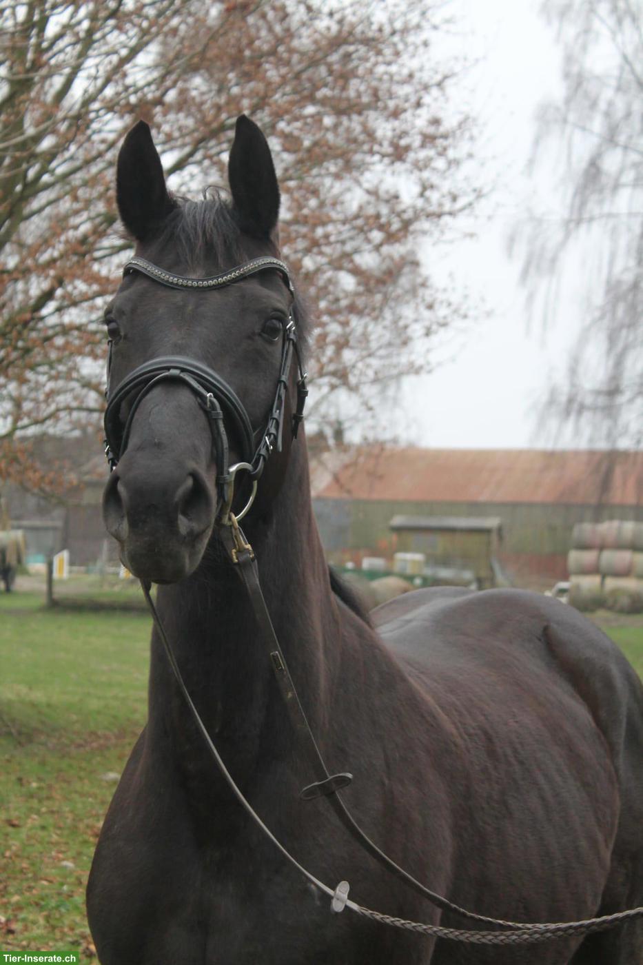 Bild 5: Prämierte Stute, auffallend schön, doppelveranlagt, fein zu reiten