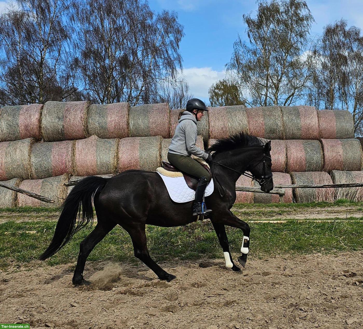 Bild 6: Prämierte Stute, auffallend schön, doppelveranlagt, fein zu reiten