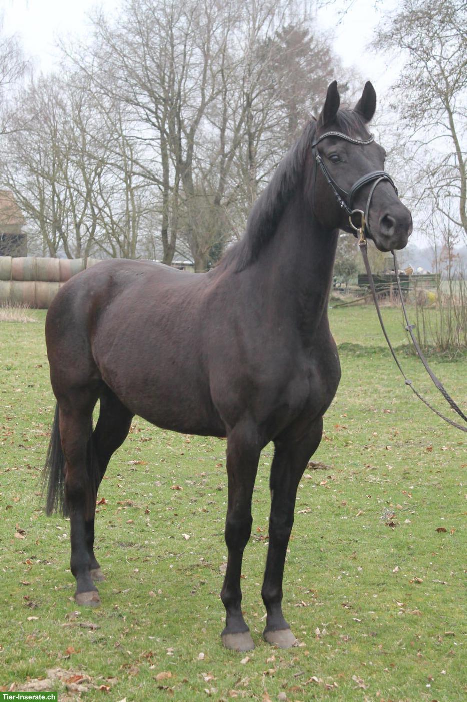 Bild 7: Prämierte Stute, auffallend schön, doppelveranlagt, fein zu reiten