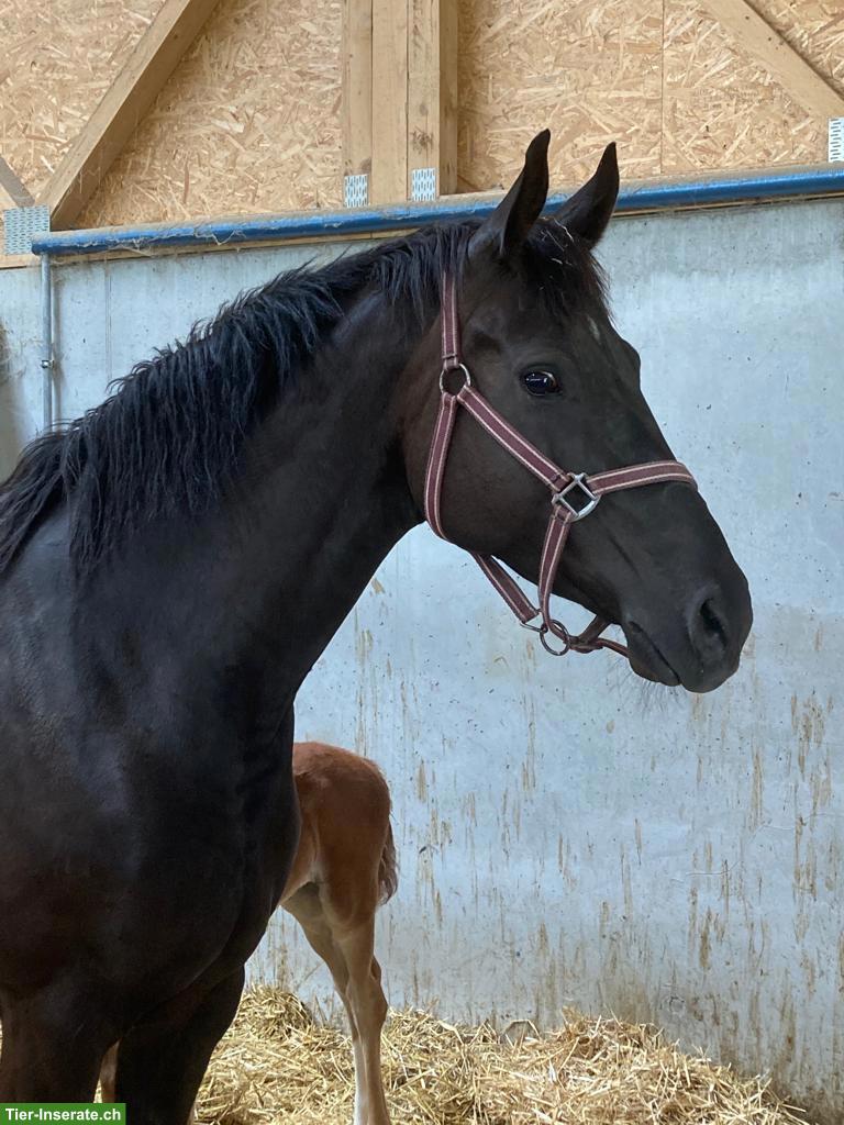 Bild 8: Prämierte Stute, auffallend schön, doppelveranlagt, fein zu reiten