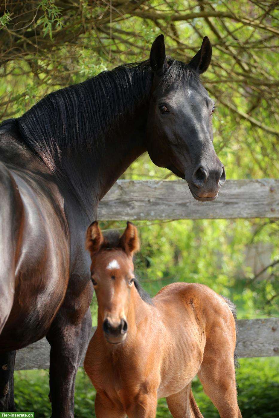 Bild 9: Prämierte Stute, auffallend schön, doppelveranlagt, fein zu reiten