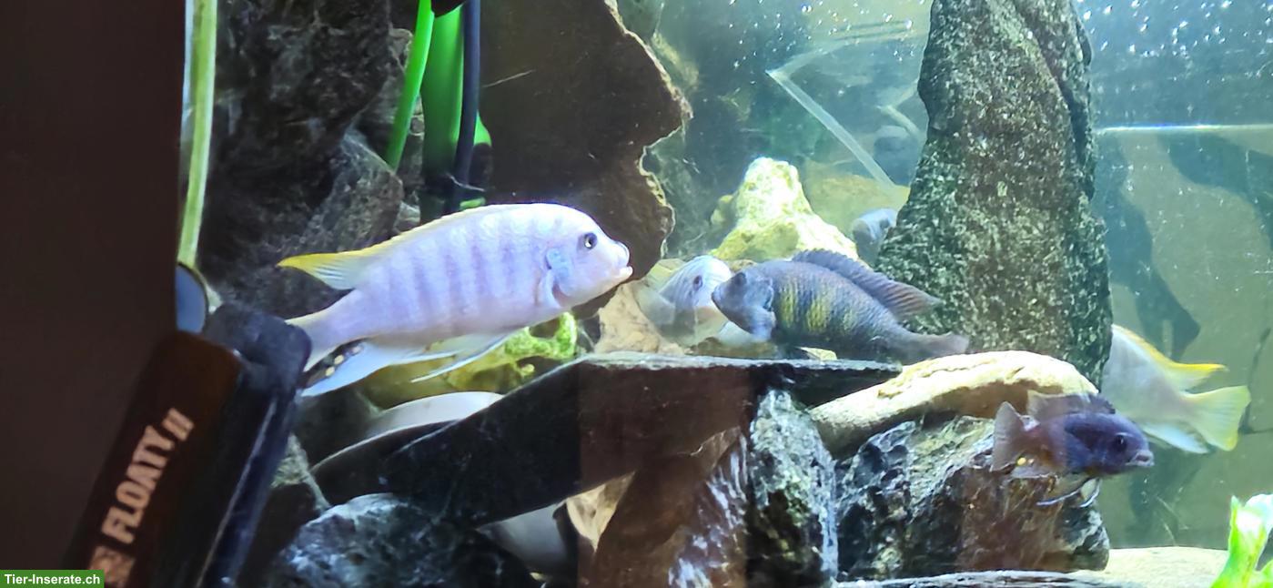 Metriaclima greshakei (Malawi cichlid) Buntbarsch