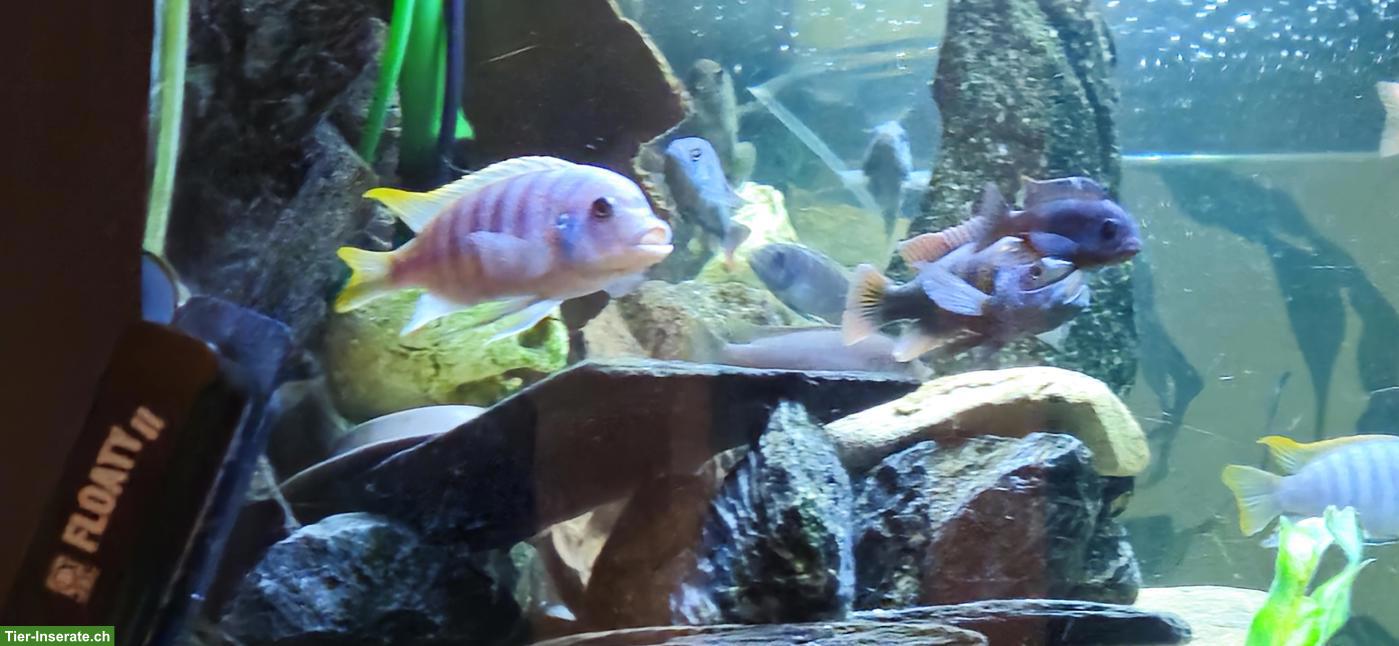 Bild 2: Metriaclima greshakei (Malawi cichlid) Buntbarsch
