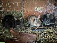 Junge Löwenkopf Zwergkaninchen suchen ein neues Zuhause