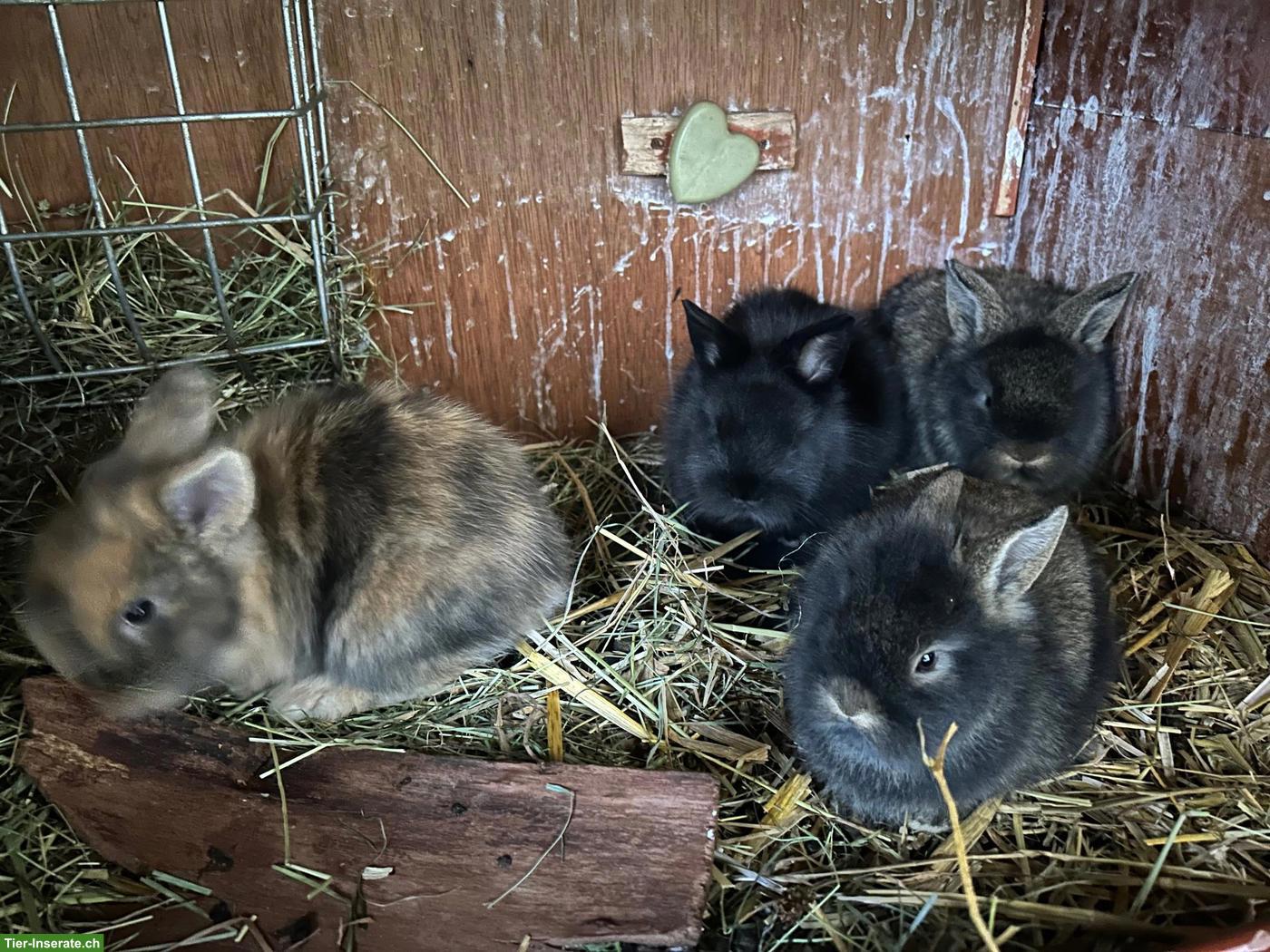 Bild 2: Junge Löwenkopf Zwergkaninchen suchen ein neues Zuhause