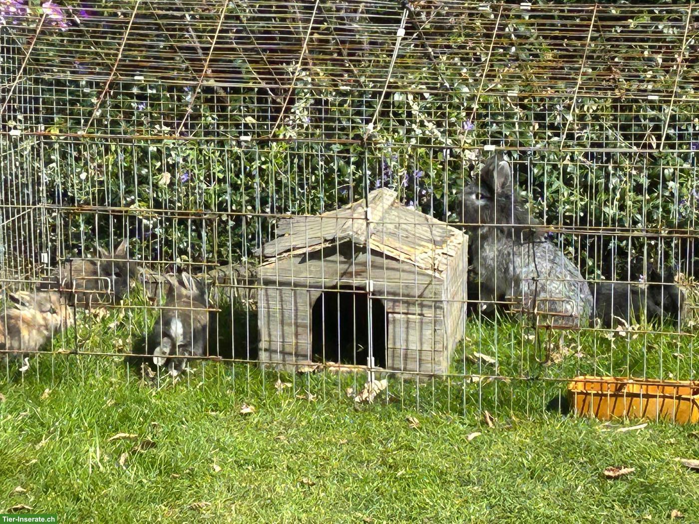 Bild 3: Junge Löwenkopf Zwergkaninchen suchen ein neues Zuhause