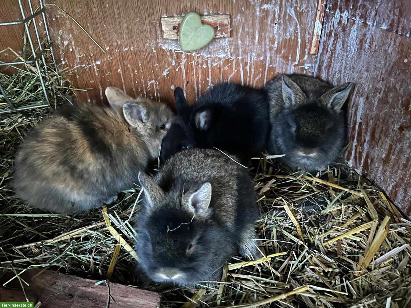 Bild 4: Junge Löwenkopf Zwergkaninchen suchen ein neues Zuhause