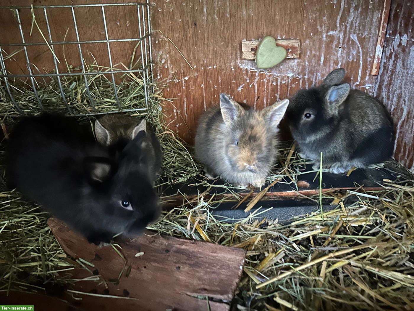 Bild 5: Junge Löwenkopf Zwergkaninchen suchen ein neues Zuhause