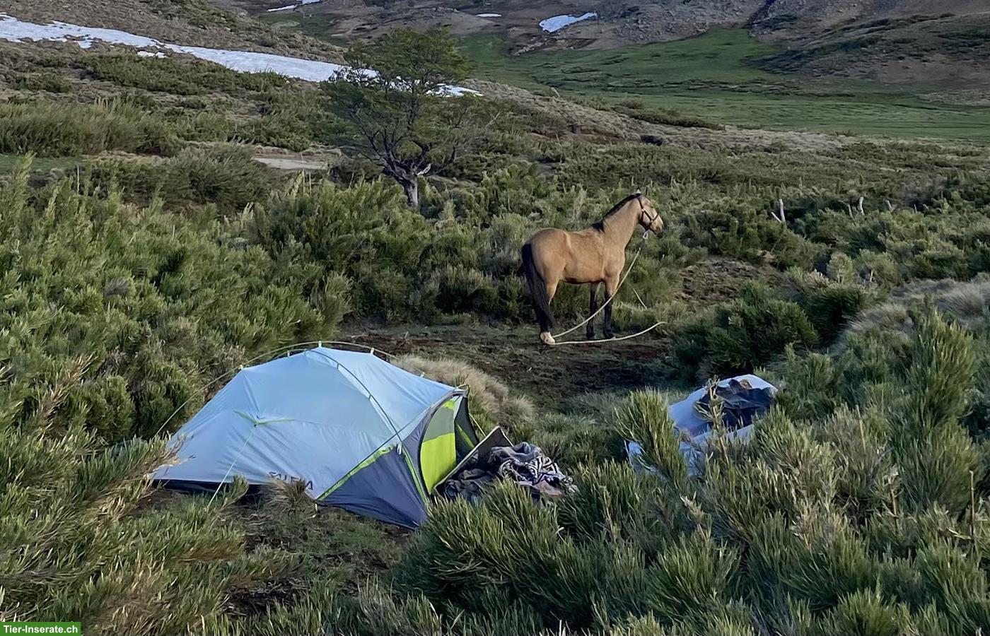 Erfahrene Reiterin sucht Pferd für Wanderritt über den Sommer