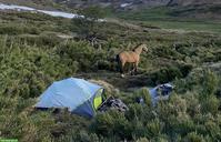 Erfahrene Reiterin sucht Pferd für Wanderritt über den Sommer