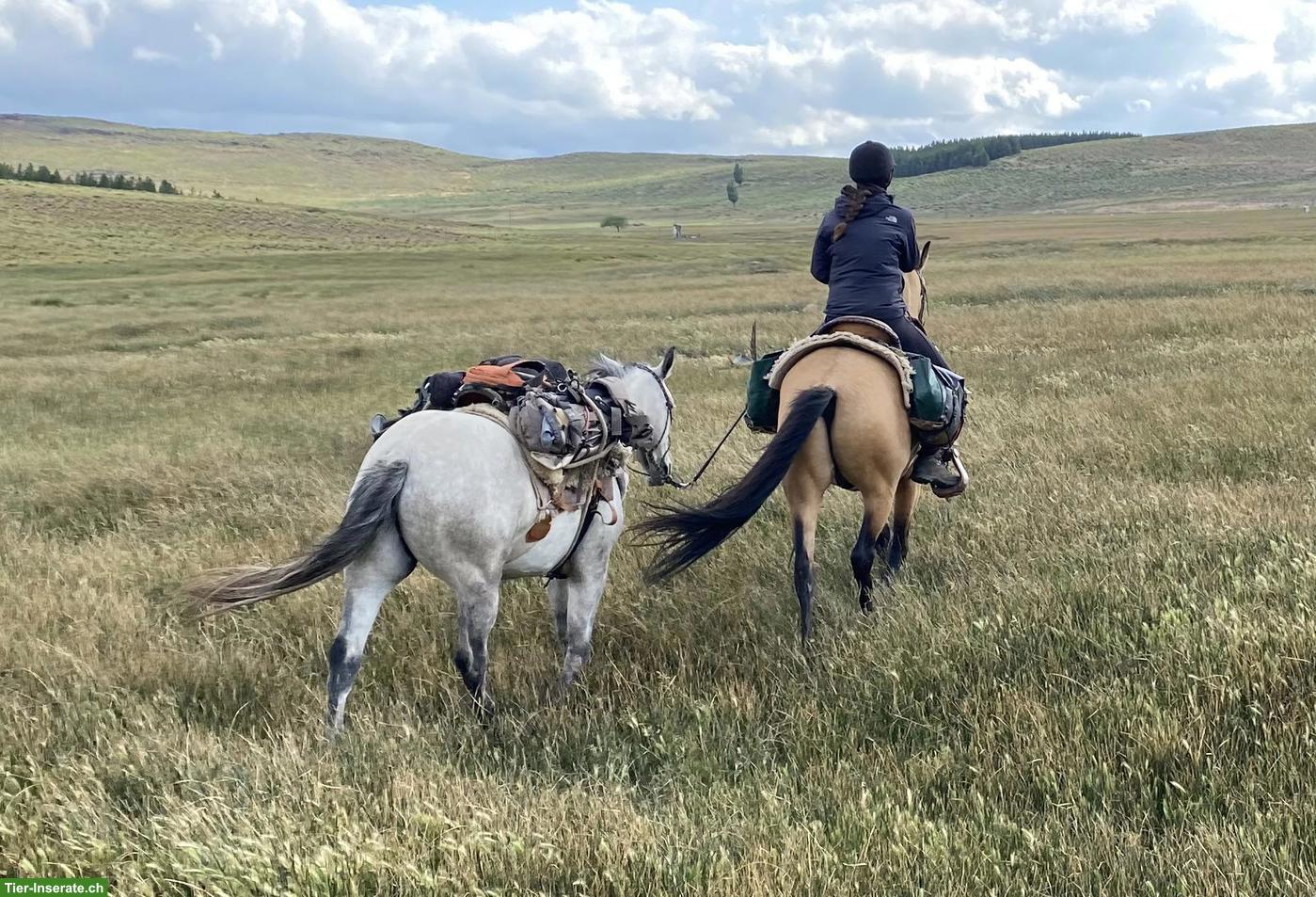 Bild 2: Erfahrene Reiterin sucht Pferd für Wanderritt über den Sommer