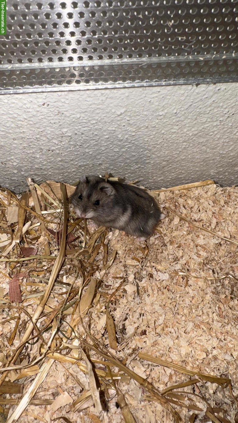 Dsungarischer Hamster 8 Wochen alt inkl. Terrarium & Zubehör