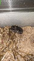 Dsungarischer Hamster 8 Wochen alt inkl. Terrarium & Zubehör