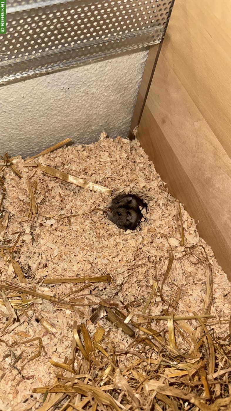 Bild 2: Dsungarischer Hamster 8 Wochen alt inkl. Terrarium & Zubehör