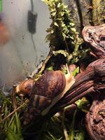 Afrikanische Riesenschnecken (Lissachatina fulica)