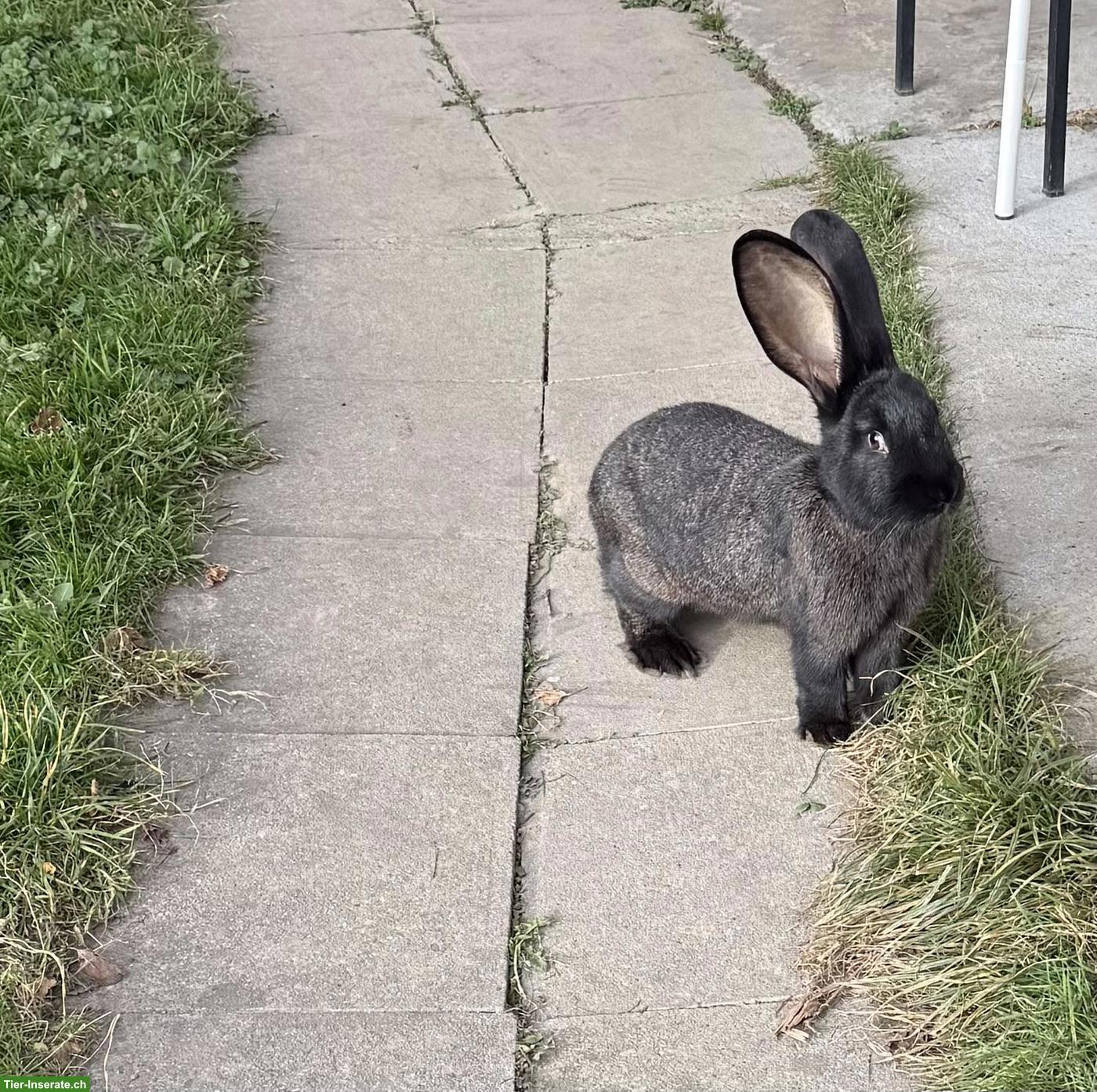 Liebes Deutsches Riesen Kaninchen Weibchen