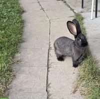 Liebes Deutsches Riesen Kaninchen Weibchen