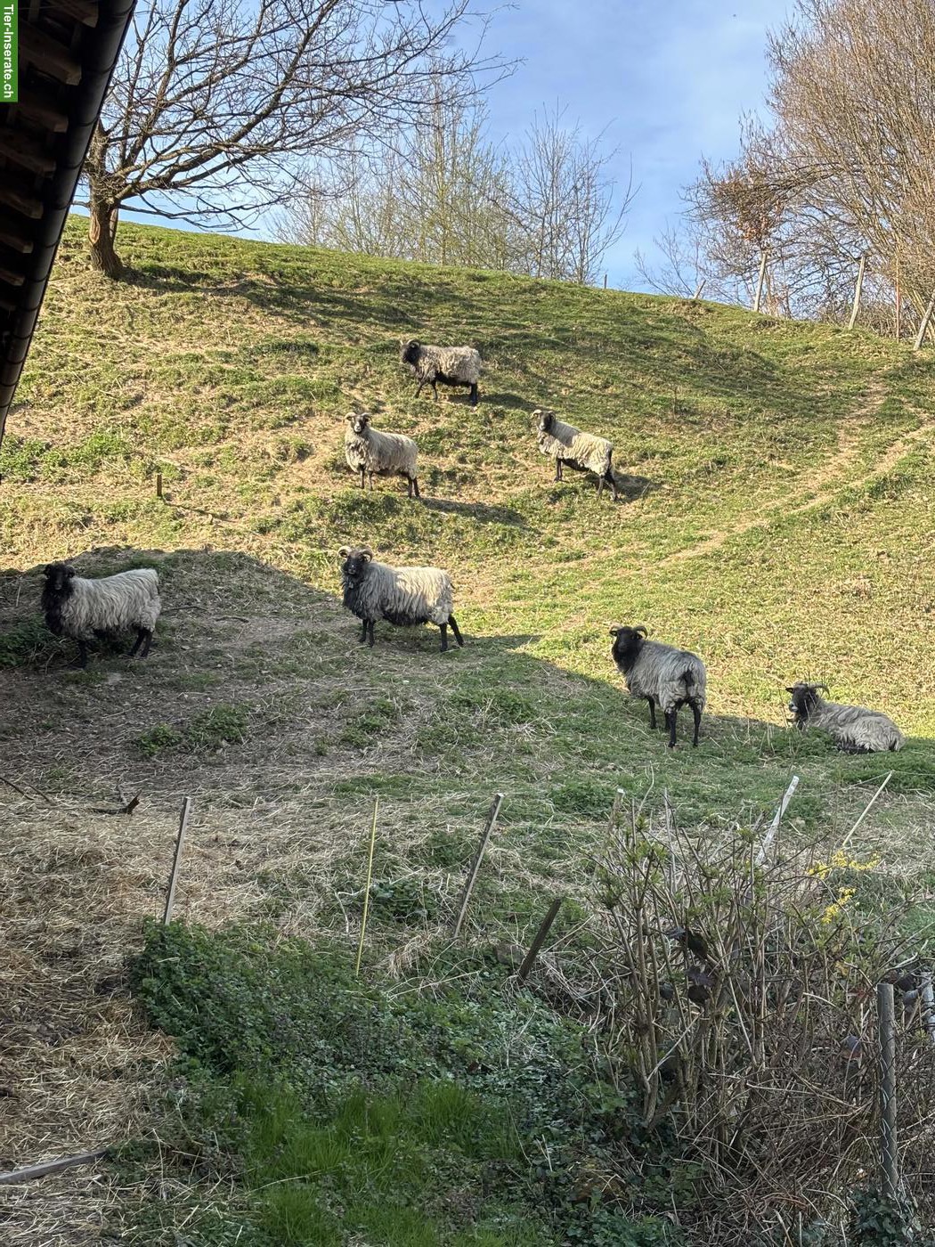 6 Heidschnucken gratis abzugeben