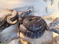 Morelia Bredli 1.1 (Zentralaustralischer Python)