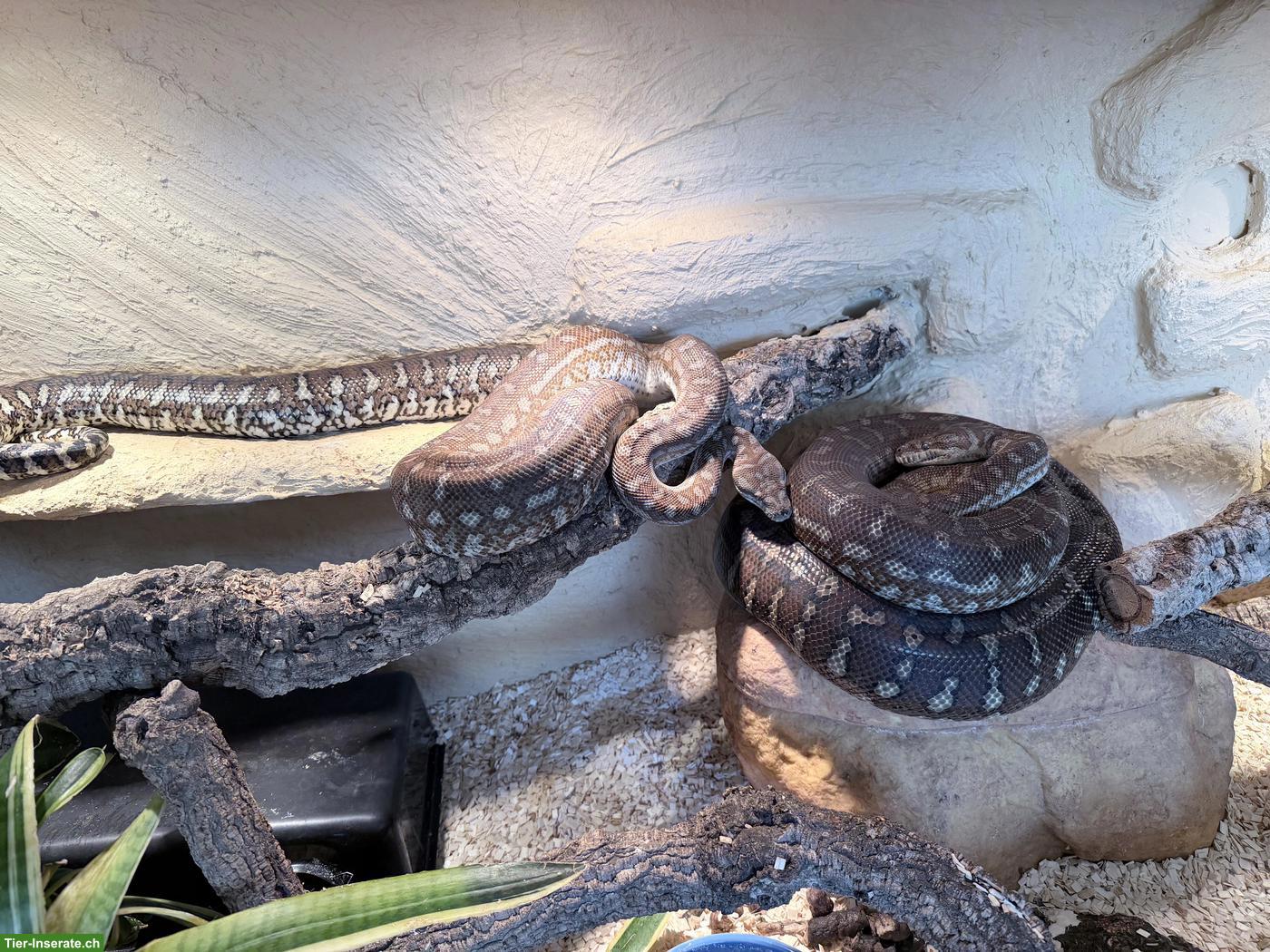 Bild 2: Morelia Bredli 1.1 (Zentralaustralischer Python)