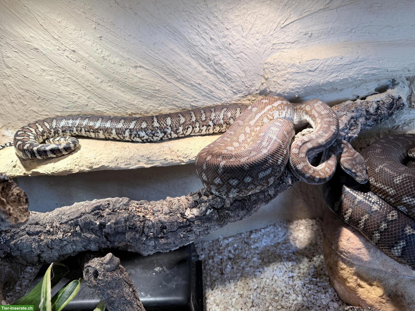 Bild 3: Morelia Bredli 1.1 (Zentralaustralischer Python)