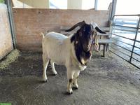 Burenziegen Bock zu verkaufen