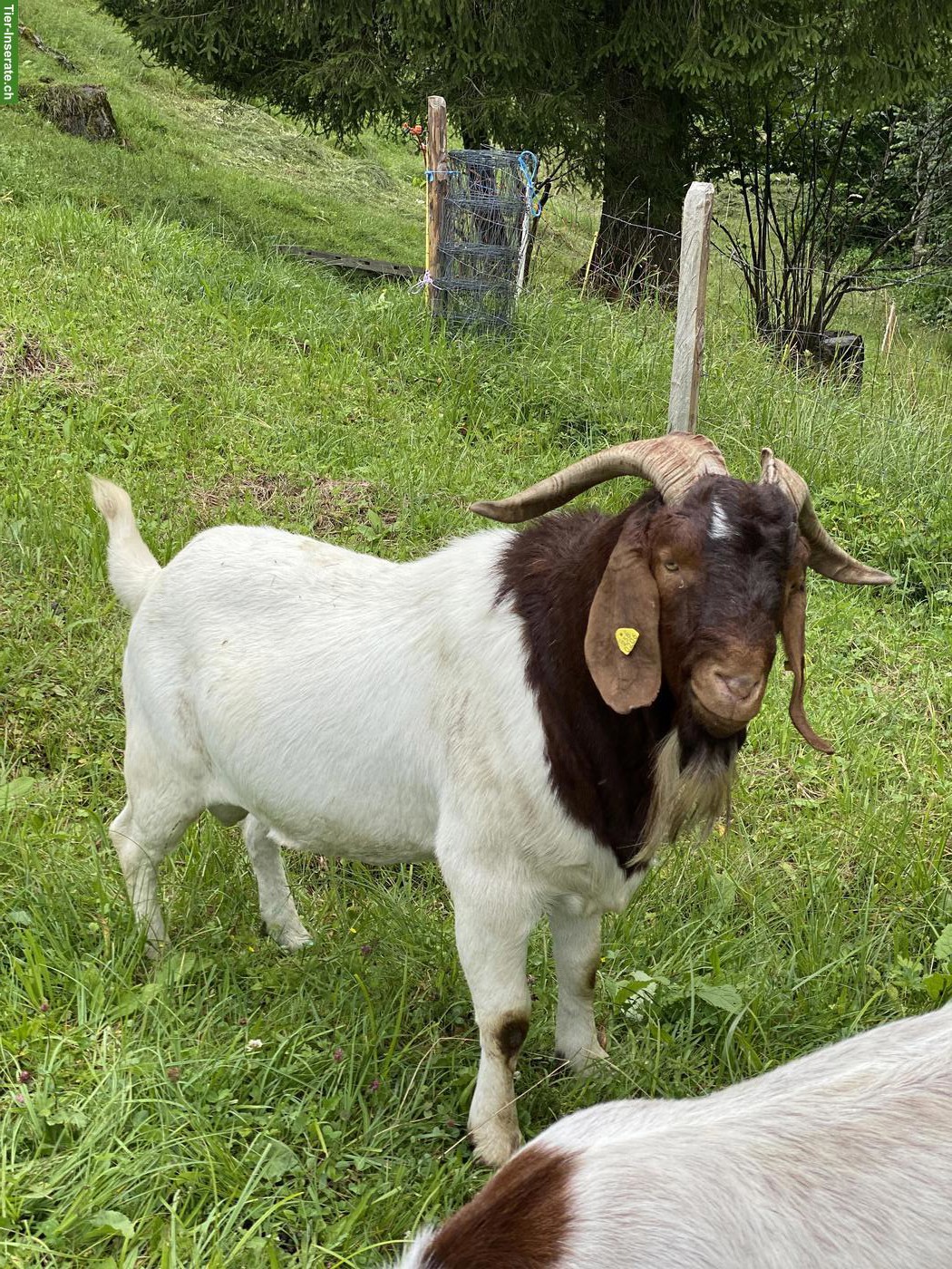 Bild 2: Burenziegen Bock zu verkaufen