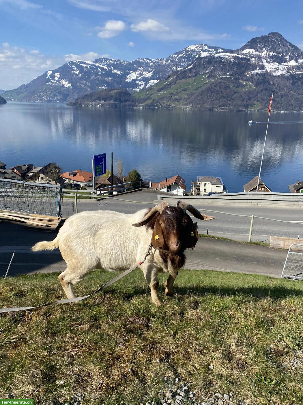 Bild 3: Burenziegen Bock zu verkaufen