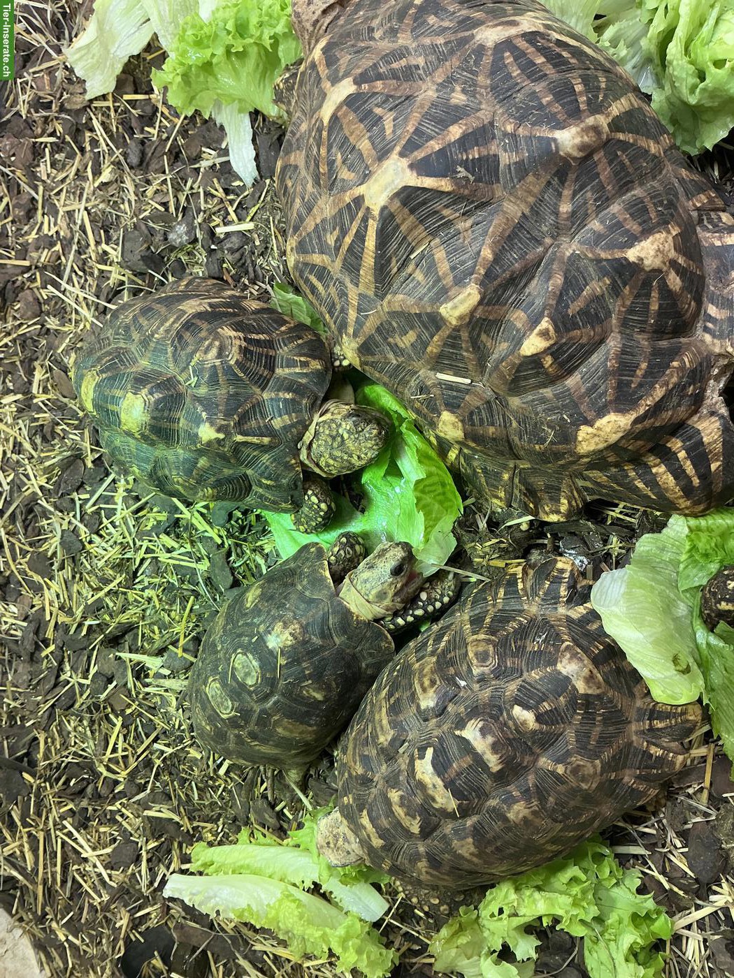 Indische Sternschildkröten Zuchtgruppe abzugeben