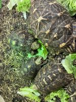 Indische Sternschildkröten Zuchtgruppe abzugeben